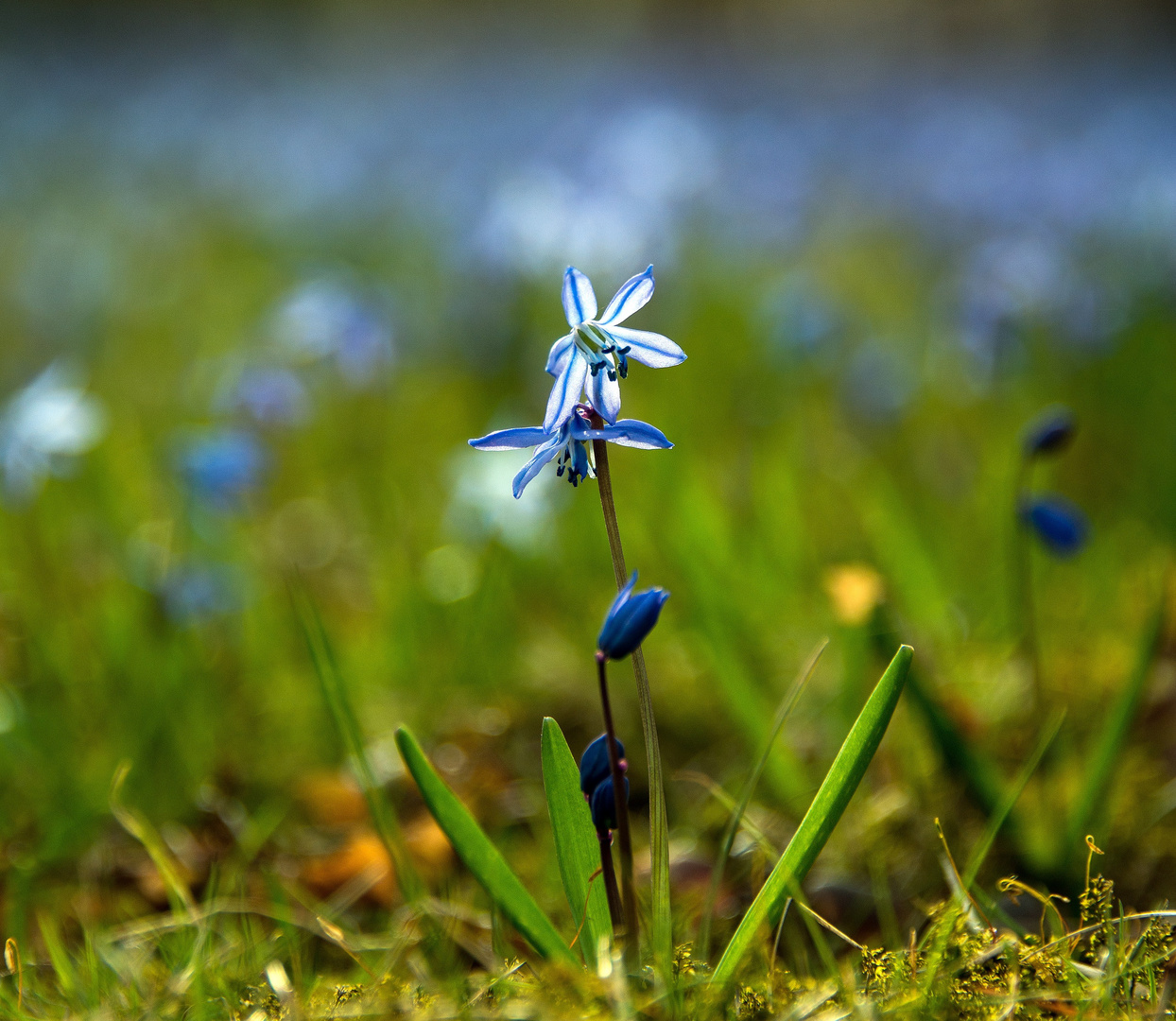 ein blaues Wunder