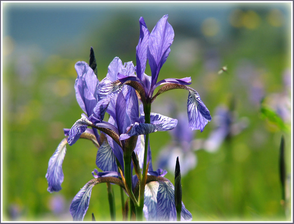 Ein blaues Wunder