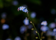 ein blaues Wunder