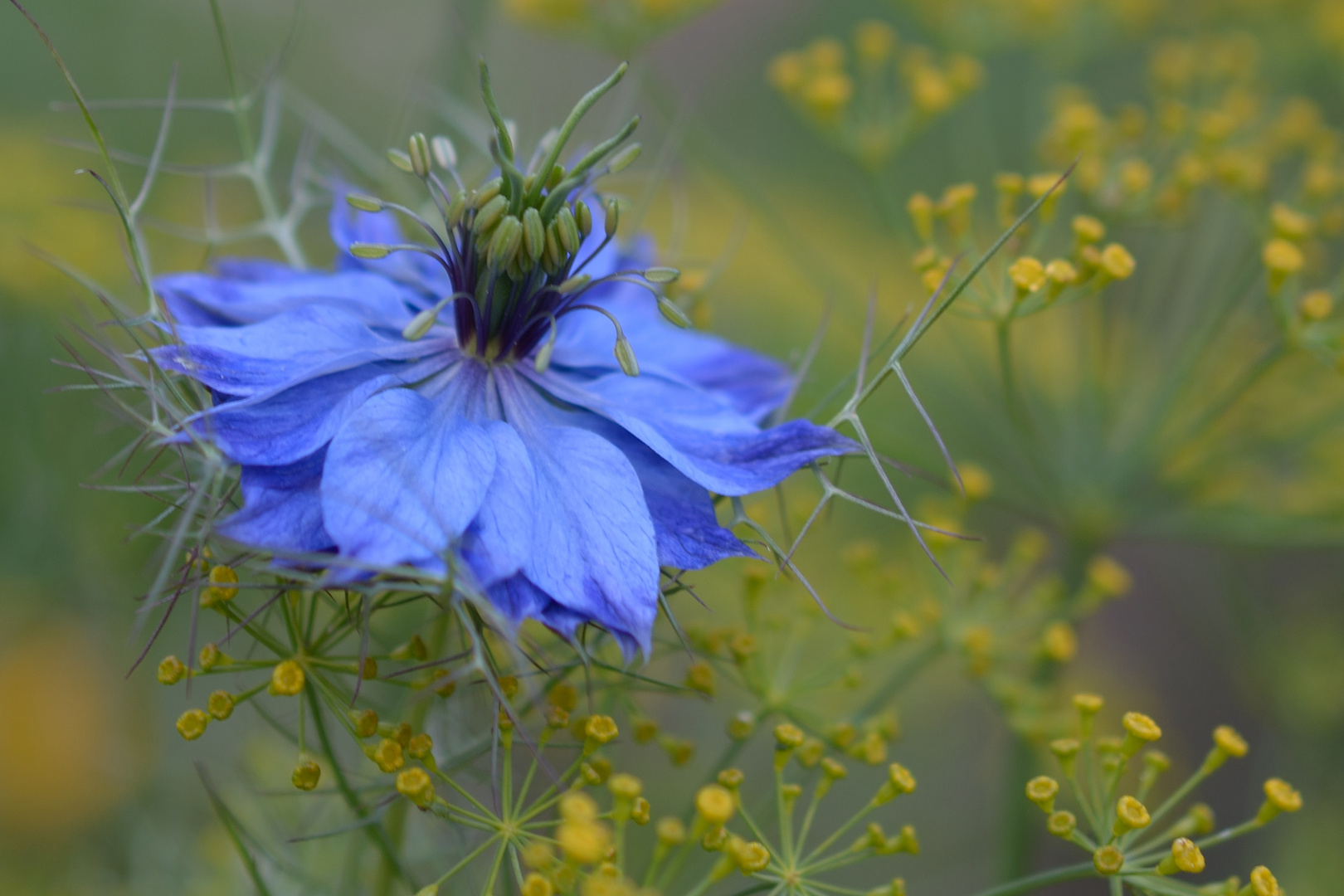 Ein blaues Wunder...