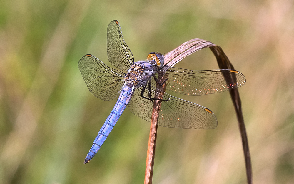 Ein blaues Wunder