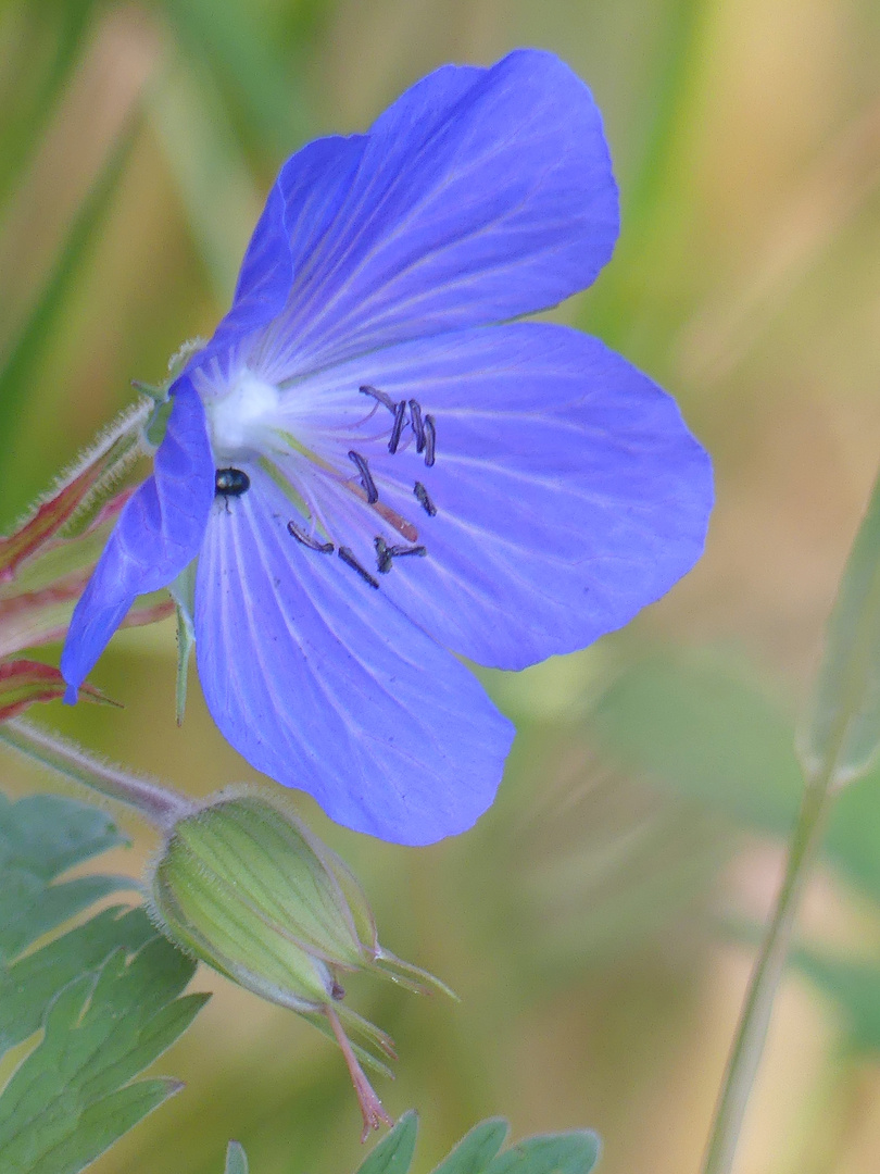 Ein blaues Wunder