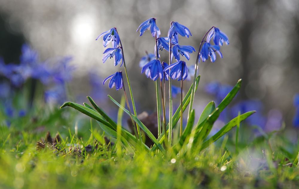 Ein blaues Wunder erleben