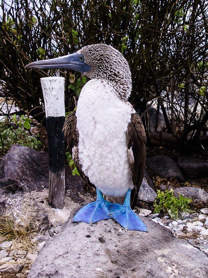 Ein Blaufußtölpel auf den Galapagos-Inseln