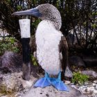 Ein Blaufußtölpel auf den Galapagos-Inseln