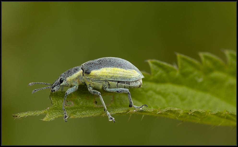 Ein blaugelber Rüsselkäfer - Chlorophanus viridis