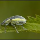 Ein blaugelber Rüsselkäfer - Chlorophanus viridis