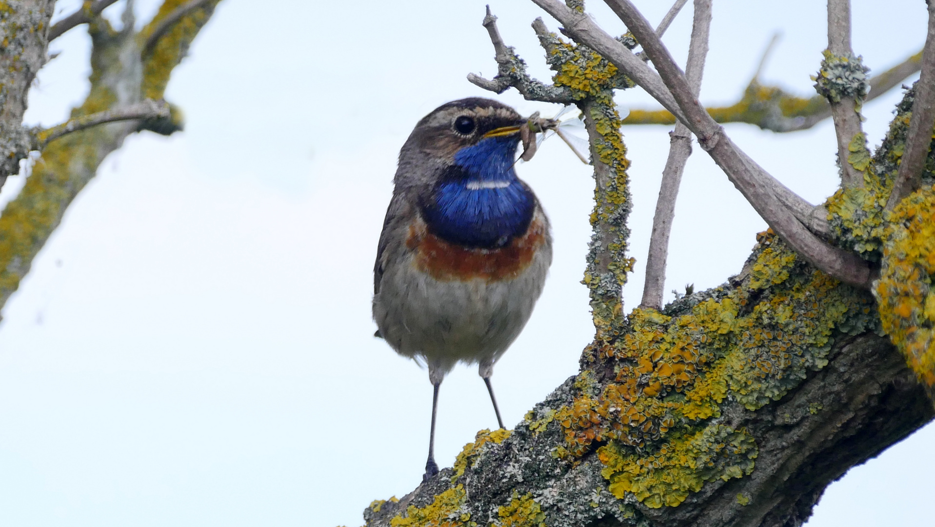 Ein Blaukehlchen