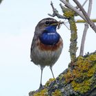 Ein Blaukehlchen