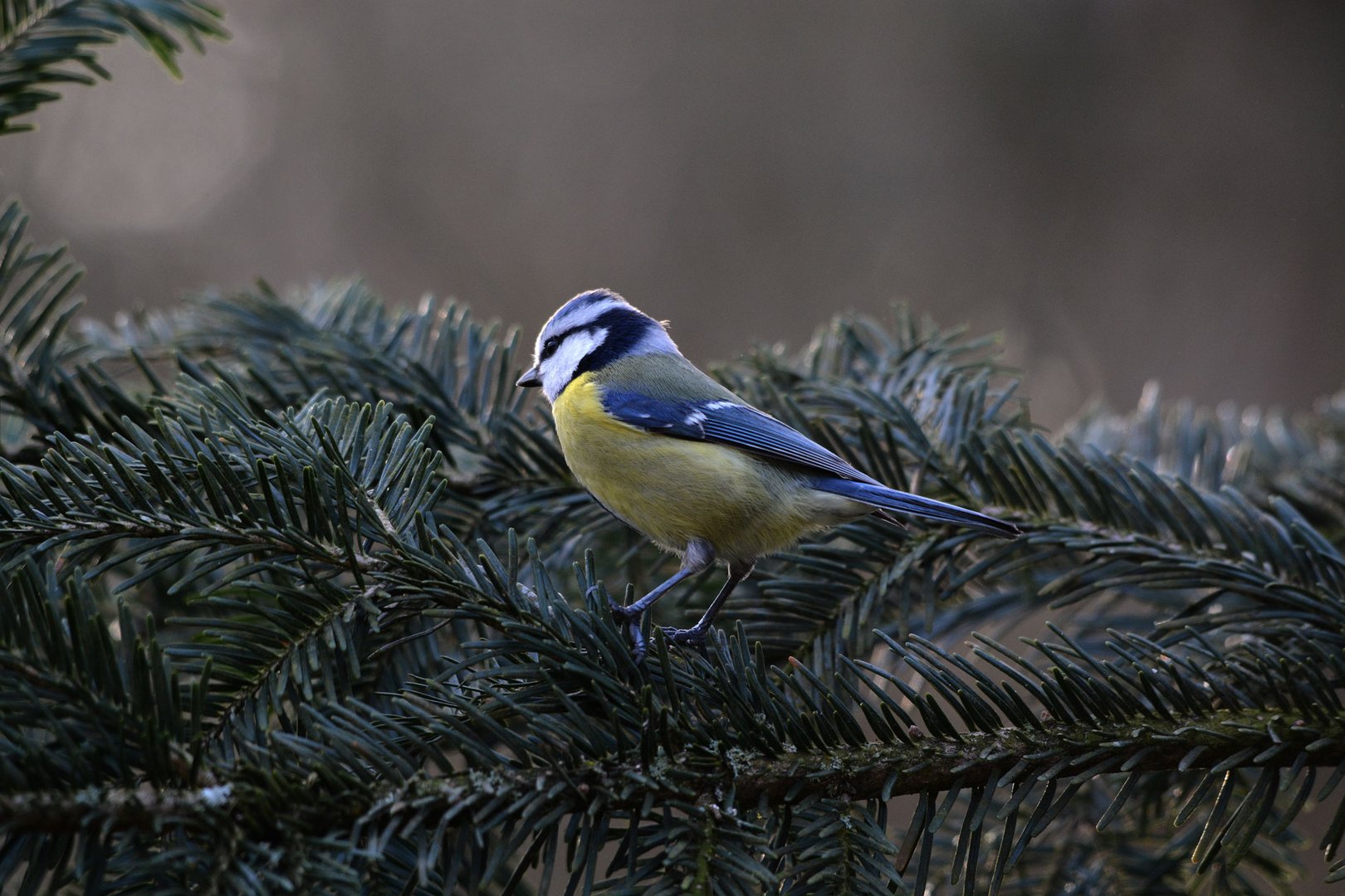 Ein Blaumeise benutzt den alten Weihnachtsbaum als Zwischenstation