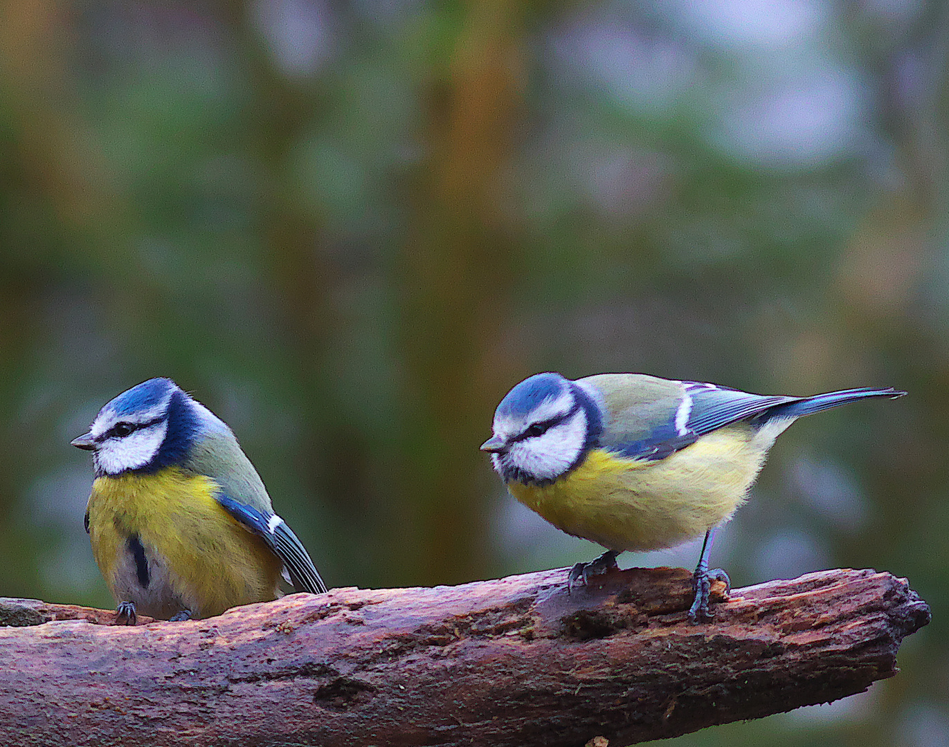 Ein Blaumeisenpaar auf Futtersuche