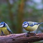 Ein Blaumeisenpaar auf Futtersuche