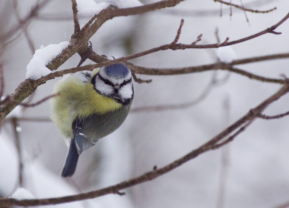 ein Blaumeislein