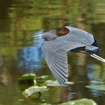 Ein Blaureiher (Egretta caerulea)…