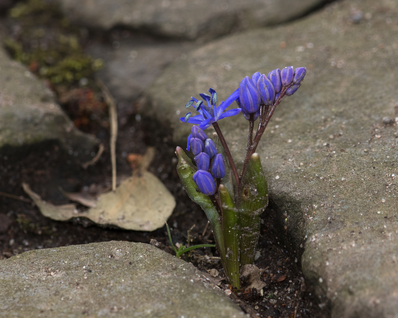 Ein Blaustern auf seinem Weg