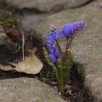 Ein Blaustern auf seinem Weg