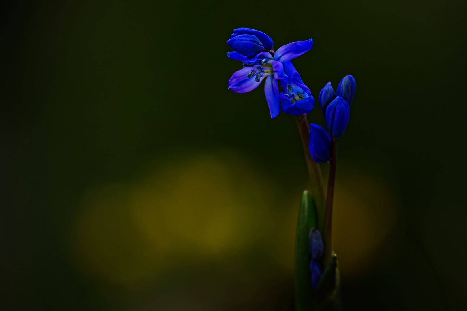 Ein Blaustern zum Mittwoch