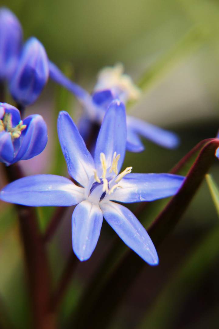 ein Blausternchen