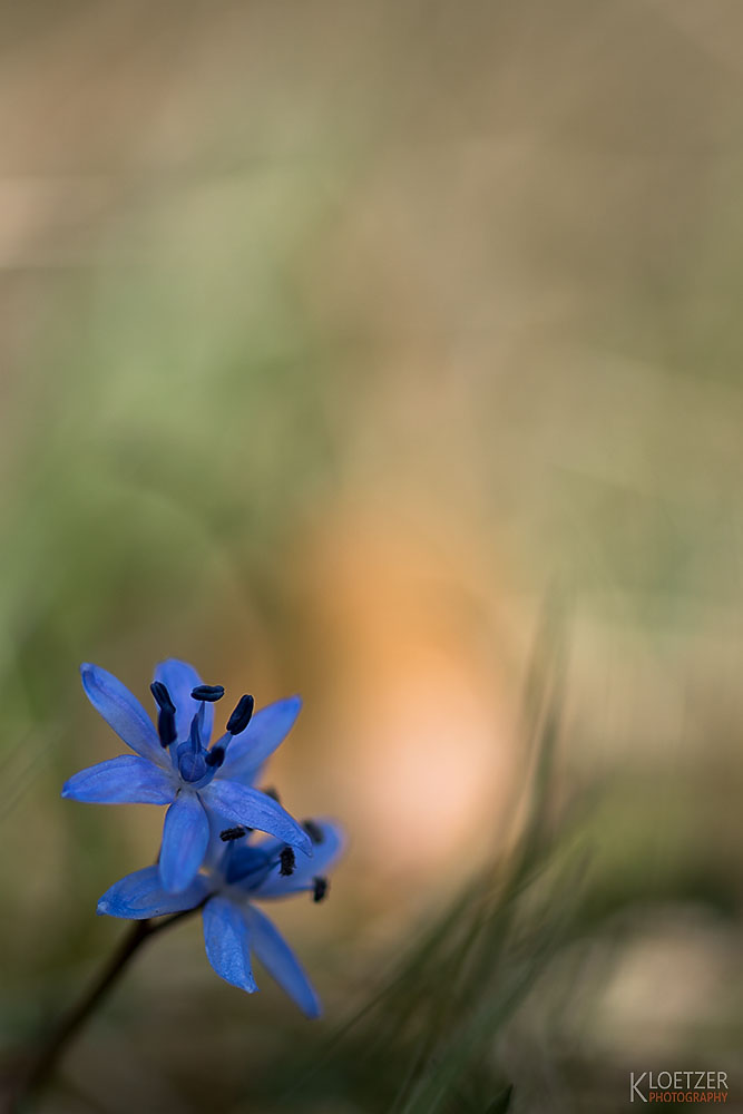 Ein Blausternchen,