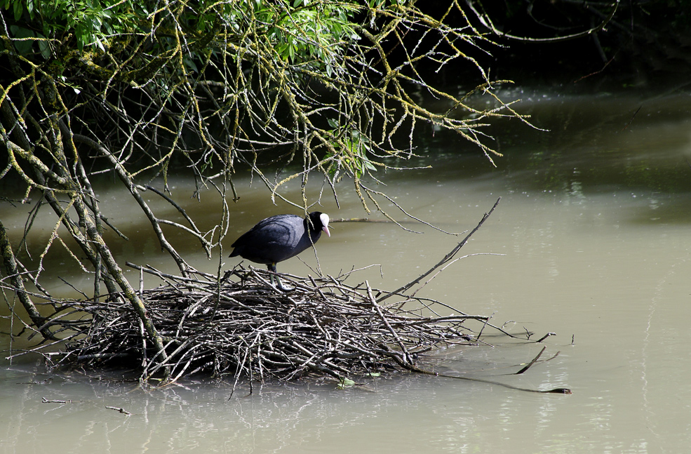 ein Blesshuhn im Hochwasser