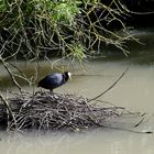 ein Blesshuhn im Hochwasser