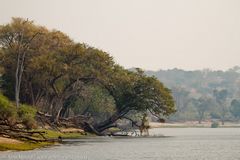 Ein Blick am Ufer des Chobe River