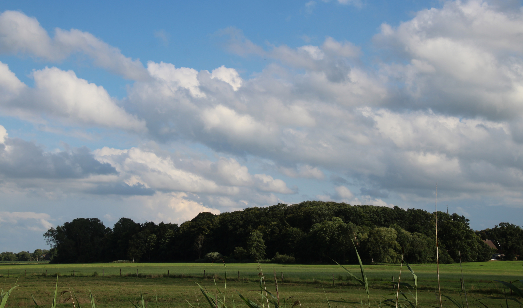 ein Blick auf den kleinen Wald ...