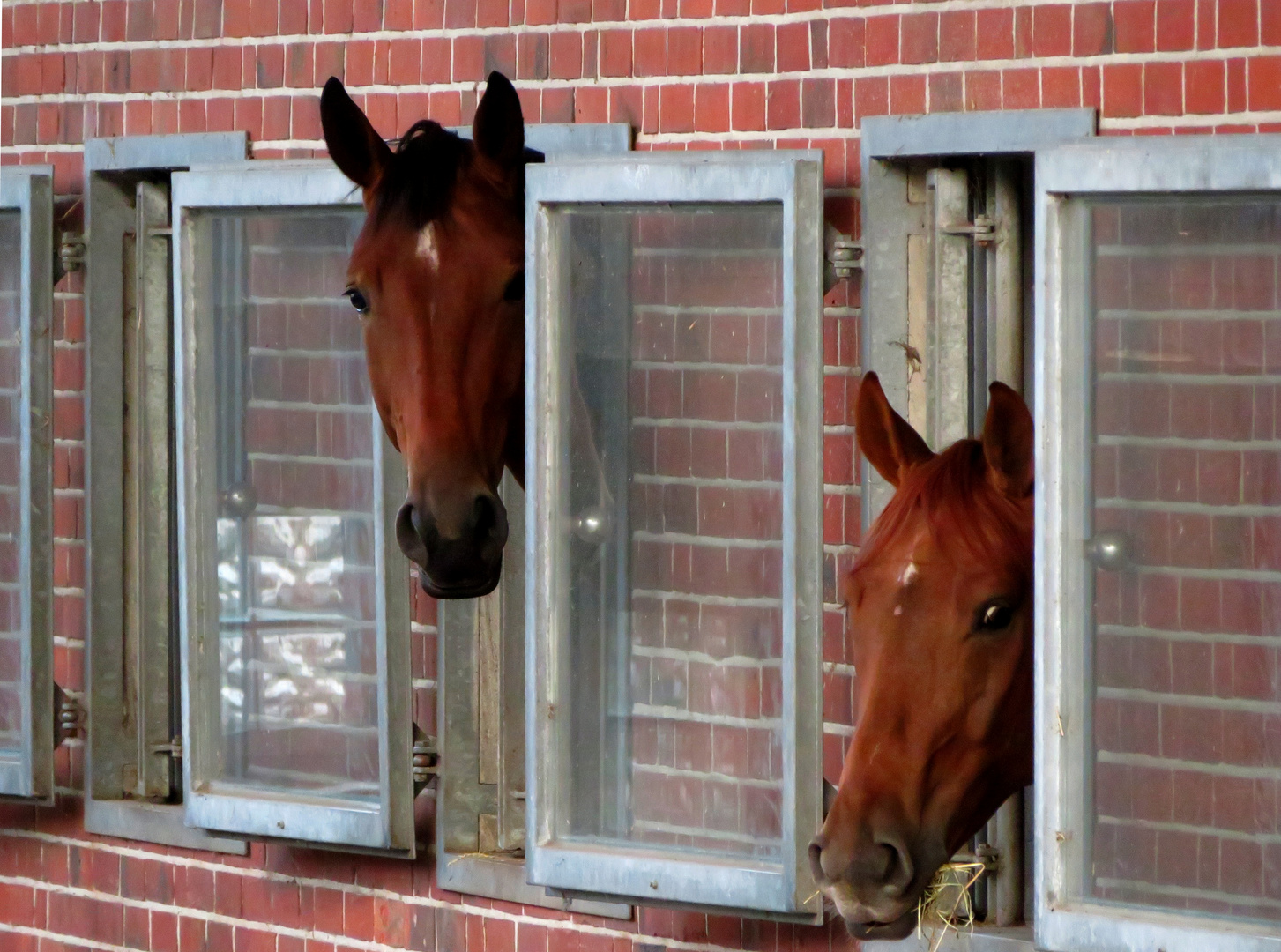 ein Blick auf die Stallungen ... 