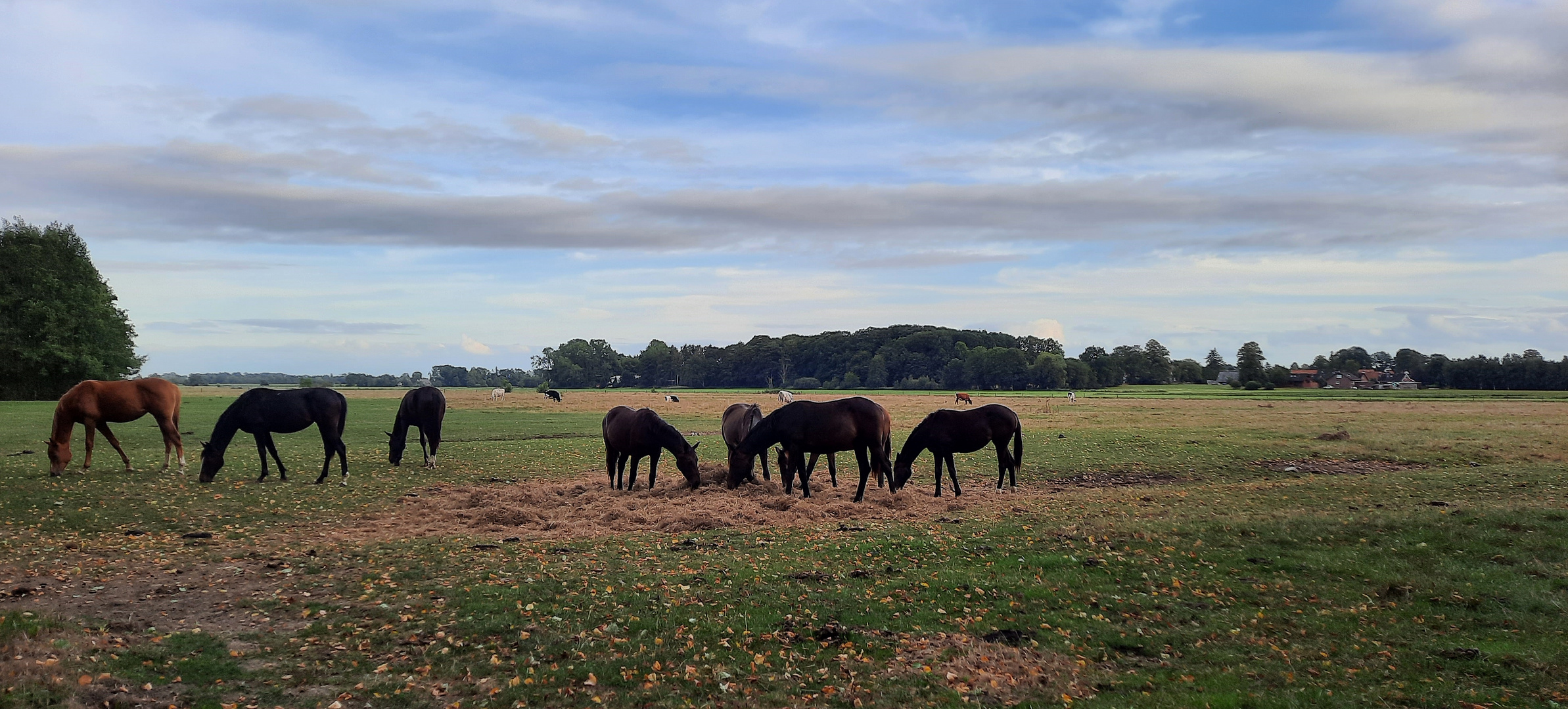 ein Blick auf die Weide 