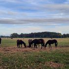 ein Blick auf die Weide 