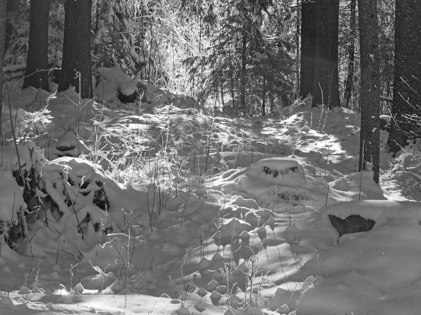 Ein Blick durch den Wald, der Sonne entgegen  ...