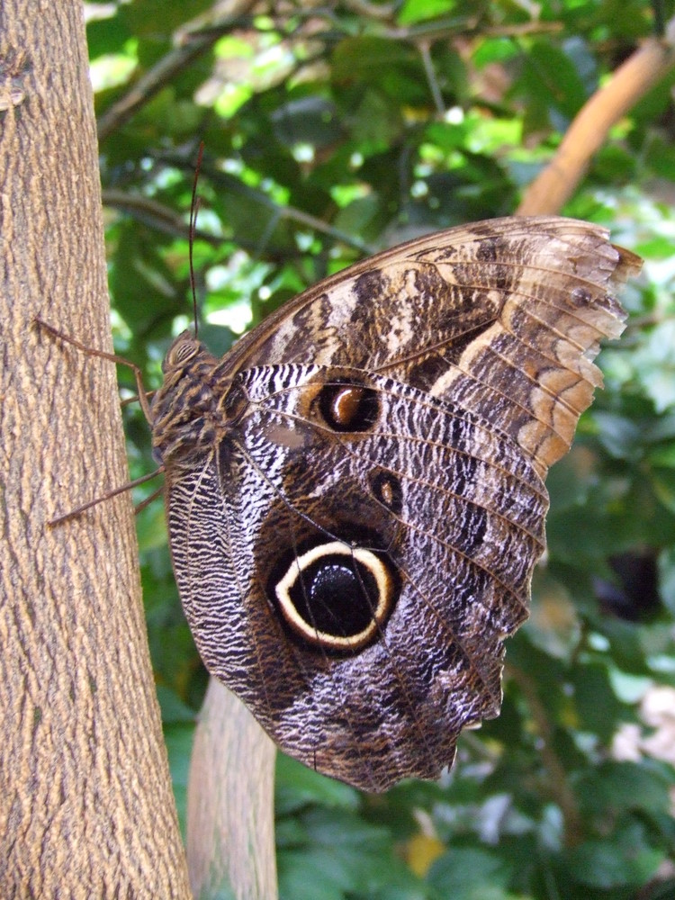 Ein Blick durch die Augen der Natur