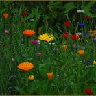 Ein Blick durch die Blumenwiese