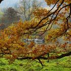 Ein Blick durch die Zweige