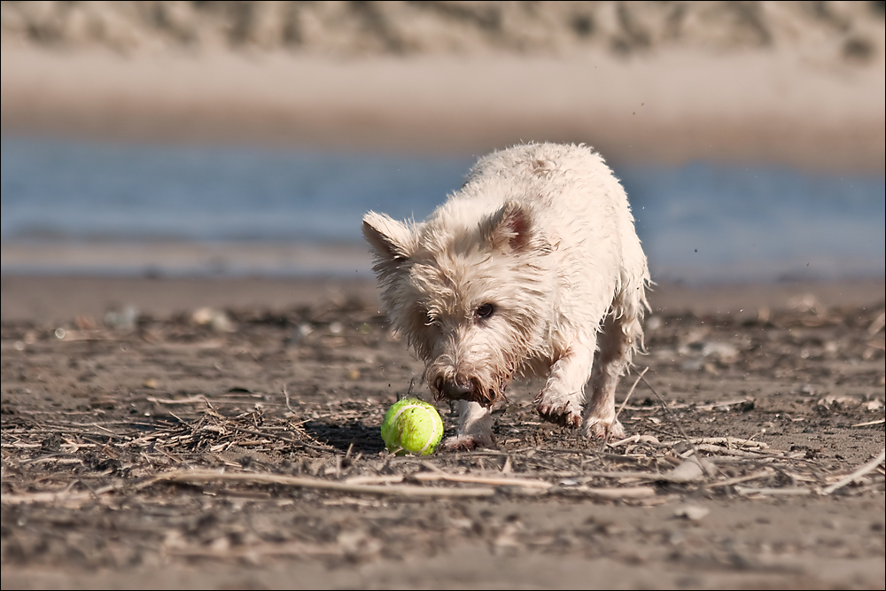 Ein Blick, ein Ball... der Eddie!