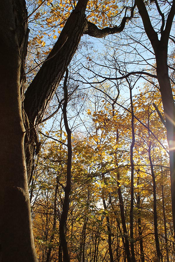 Ein Blick ´gen Himmel