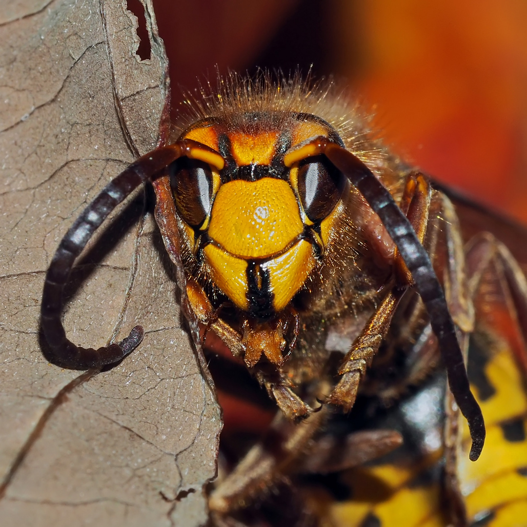 Ein-Blick hinter die Kulissen! Hornisse (Vespa crabro)