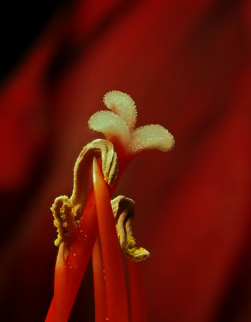 Ein Blick in das Innenleben der Amaryllisblüte