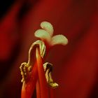 Ein Blick in das Innenleben der Amaryllisblüte