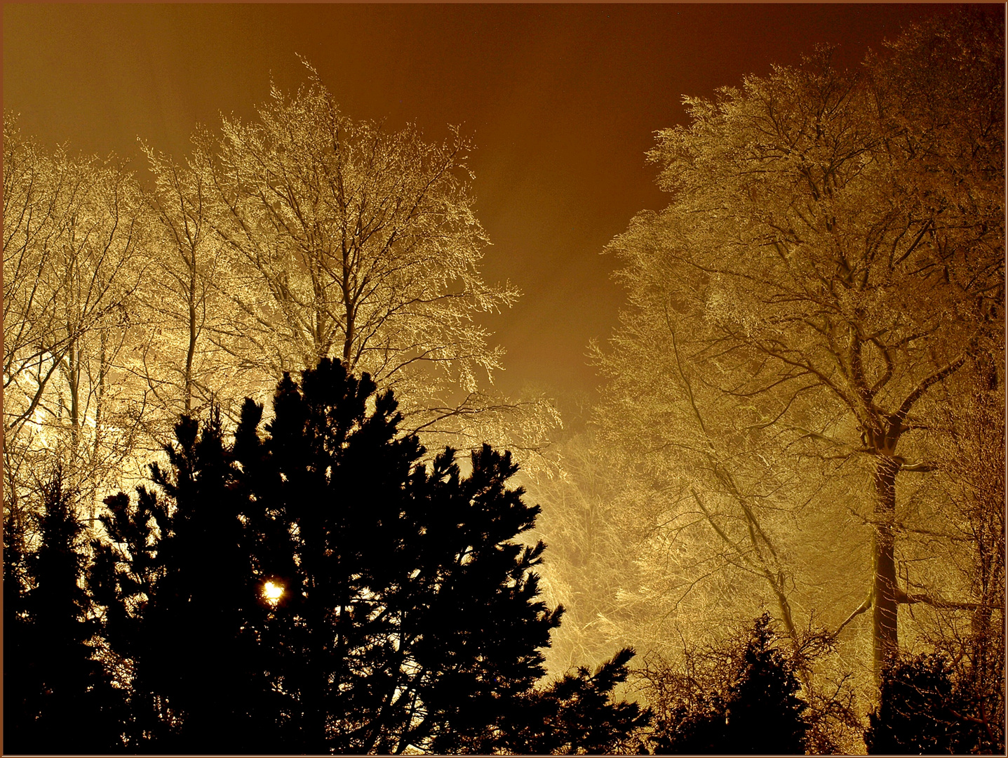 Ein Blick in den abendlichen Winterwald