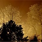 Ein Blick in den abendlichen Winterwald