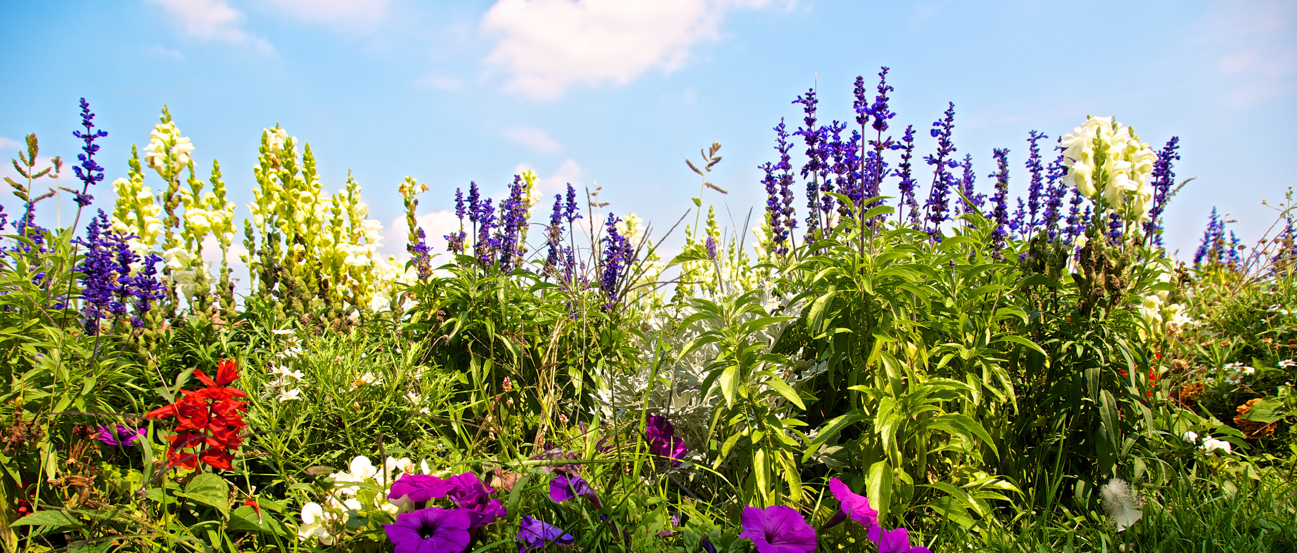 Ein Blick in den Himmel über Blumen hinweg