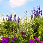 Ein Blick in den Himmel über Blumen hinweg