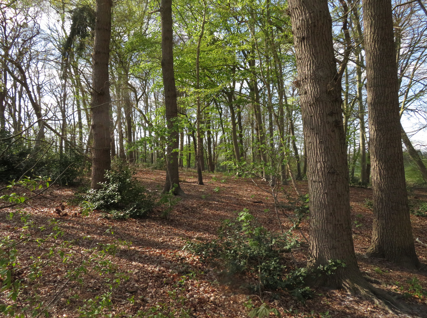 ein Blick in den kleinen Wald ...