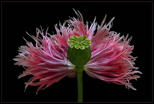 Ein Blick in den Nachbarsgarten kann sich fotografisch lohnen - ( Stacking Bild ) 
