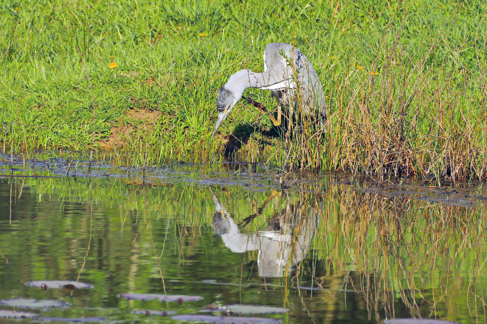 ein Blick in den Seespiegel