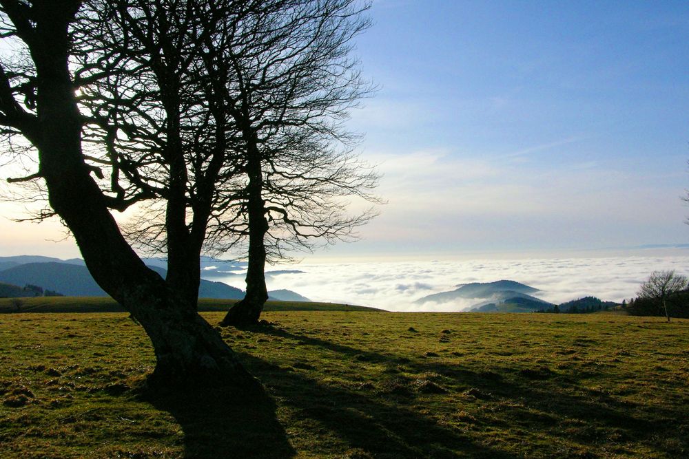 Ein Blick in den Südschwarzwald vom Schauinsland mit Wetterbuche.