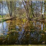 EIN BLICK IN DEN TEICH.........