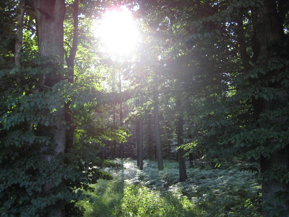 ein blick in den wald