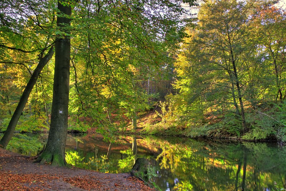 - ein Blick in den Wald 4 -